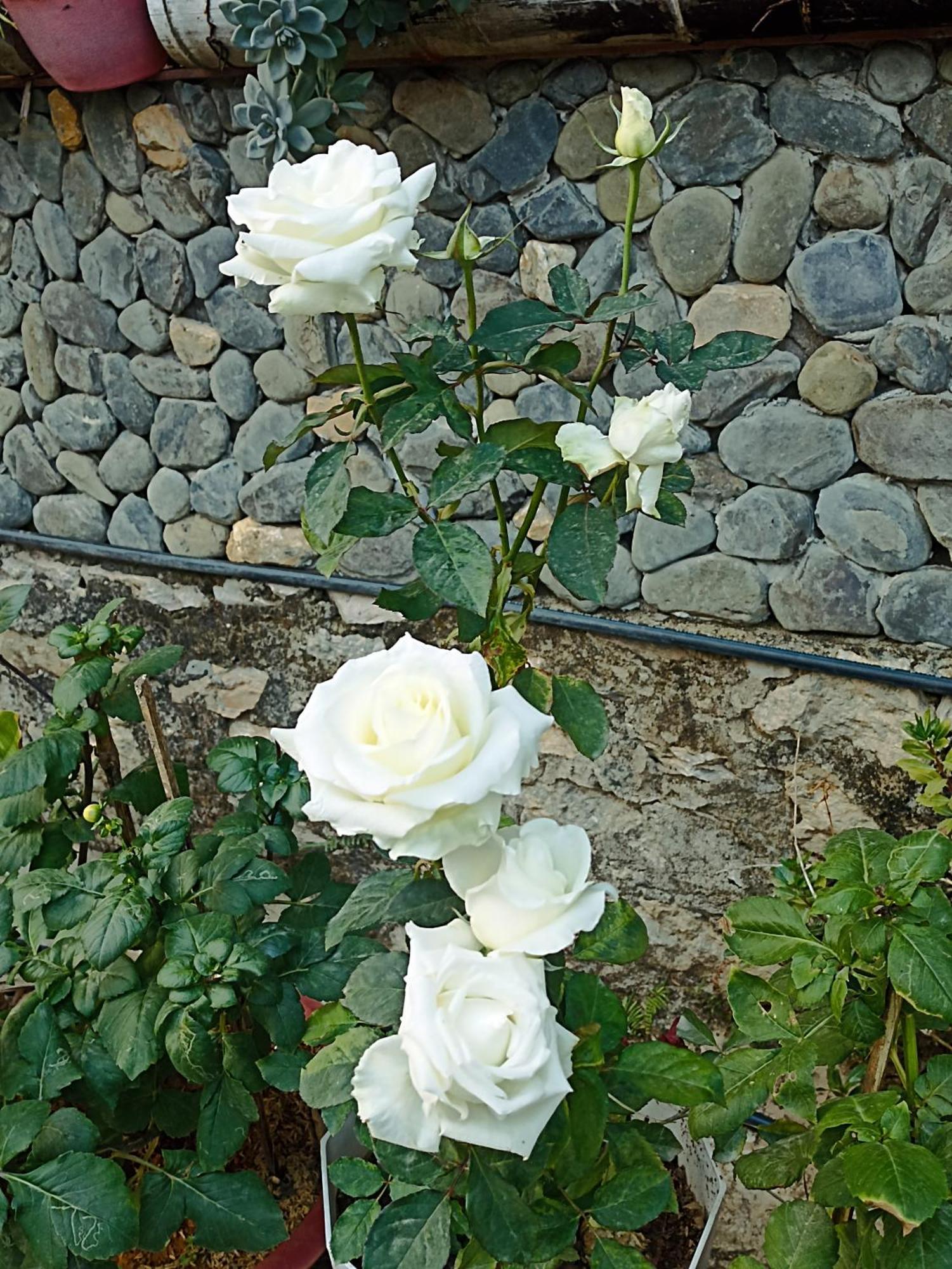 Thao Ly Homestay Mai Chau Hòa Bình Kültér fotó